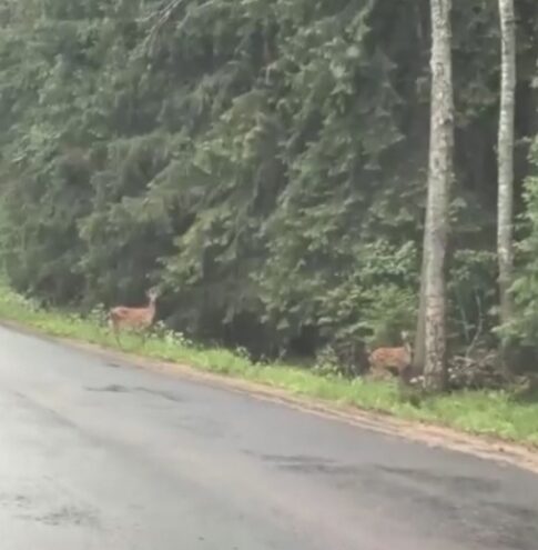 На дороге под Тверью водителям попались олени олени