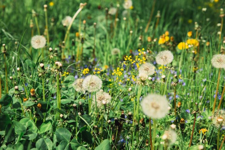Адская жара и ливни: синоптики рассказали, чего ждать от погоды жителям Тверской области погода