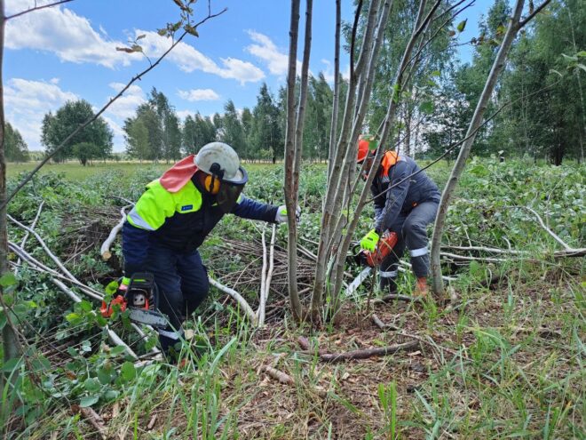 Энергетики тверского филиала «Россети Центр» выполняют расчистку просек воздушных линий всех уровней напряжения