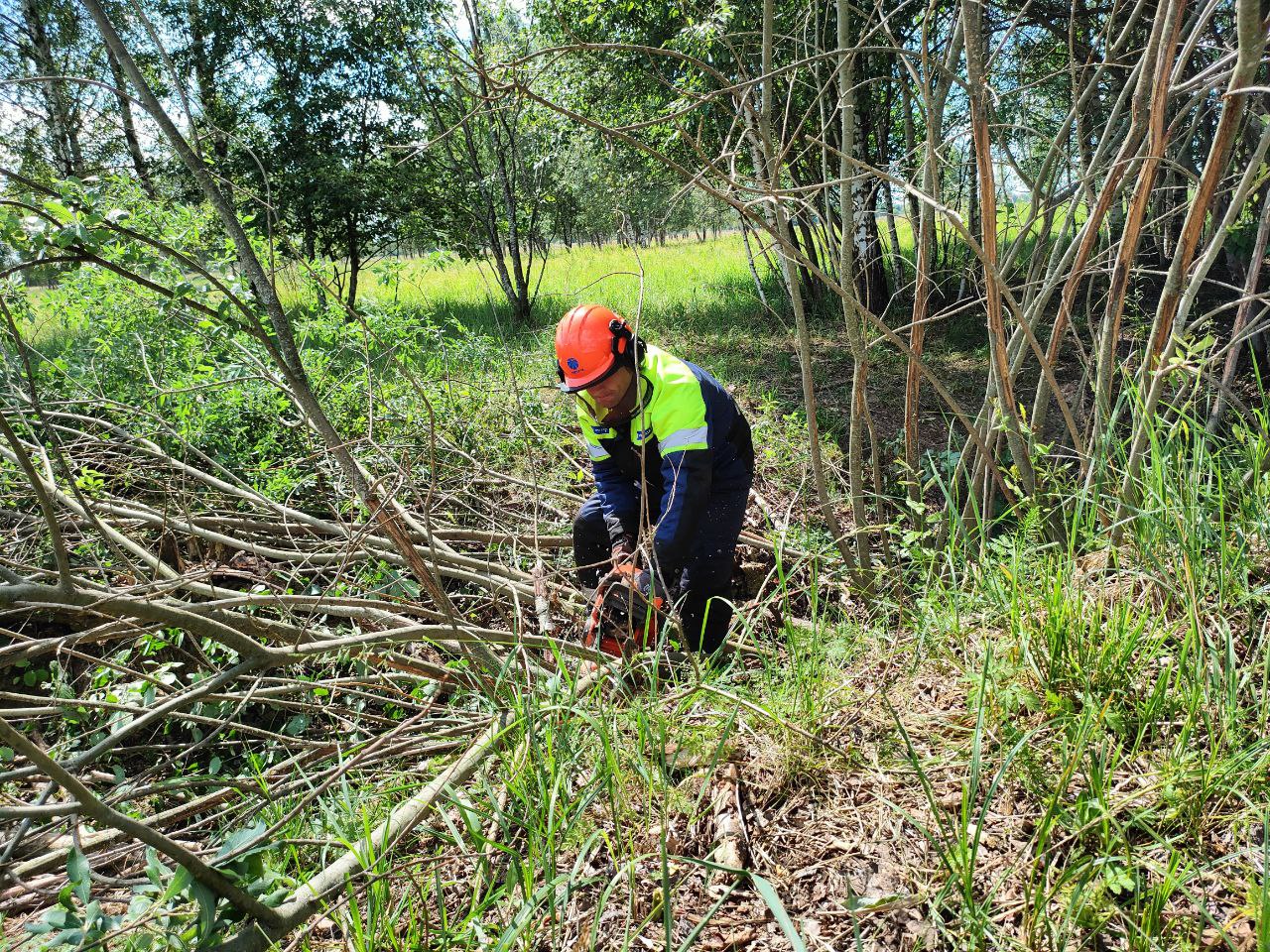 Энергетики тверского филиала «Россети Центр» выполняют расчистку просек воздушных линий всех уровней напряжения