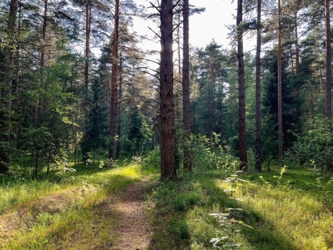 В Лихославле напомнили, что обязательно нужно брать с собой в лес В Лихославле напомнили, что обязательно нужно брать с собой в лес
