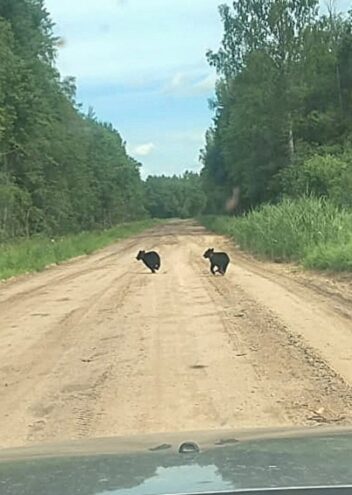Зоопарк сам пришел в деревни Тверской области
