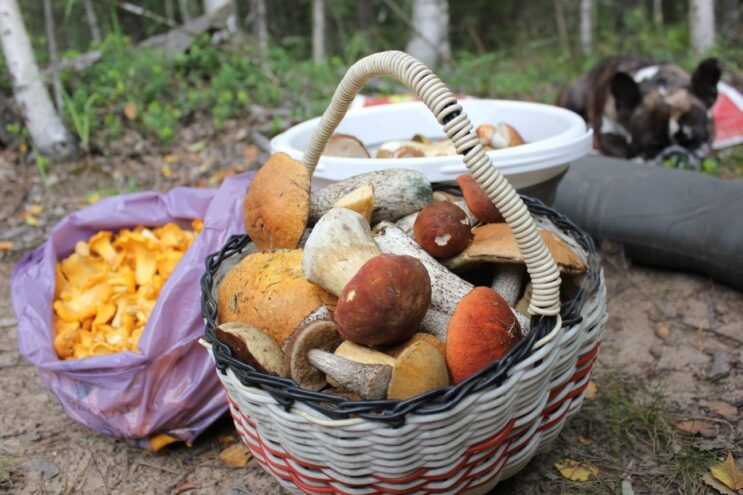 В лесах Тверской области начинается сезон благородных грибов