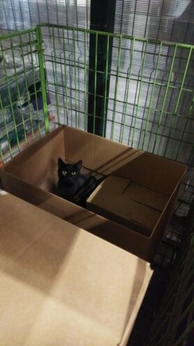 В Твери сотрудники магазина спасли кошачье семейство В Твери сотрудники магазина спасли кошачье семейство