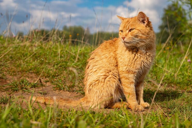 На Тверскую область идет вторая волна аномальной жары На Тверскую область идет вторая волна аномальной жары