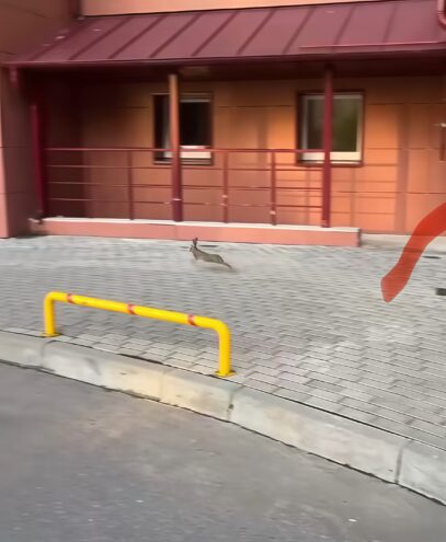 Лесной житель заблудился в центре домов Тверской области