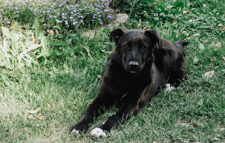 За кормление бездомных животных в России введут большие штрафы За кормление бездомных животных в России введут большие штрафы