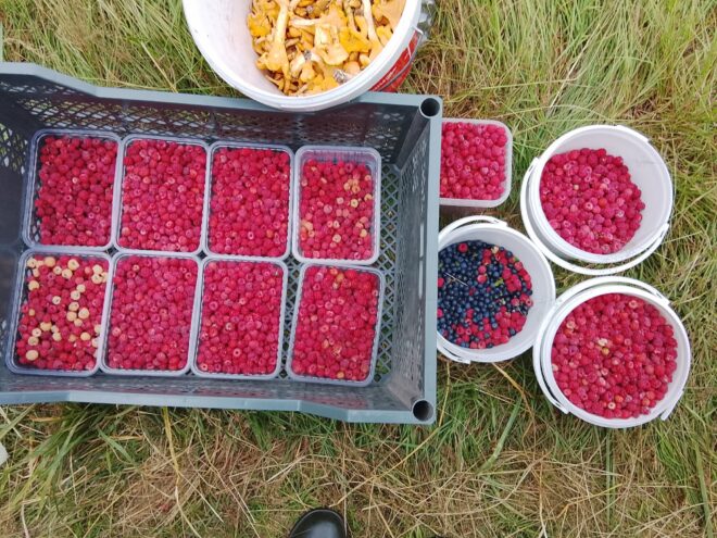 Жители Тверской области приносят из леса полные корзины ягод Жители Тверской области приносят из леса полные корзины ягод