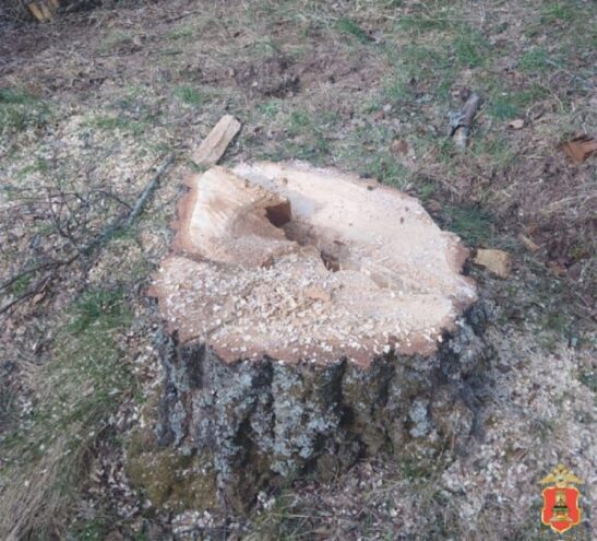 В Тверской области мужчина незаконно спилил почти 100 деревьев