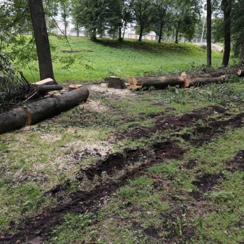 В Тверской области на набережной массово вырубили деревья