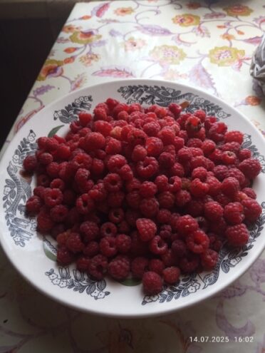 В Тверской области поспела любимая сладкая ягода В Тверской области поспела любимая сладкая ягода