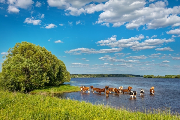 жара