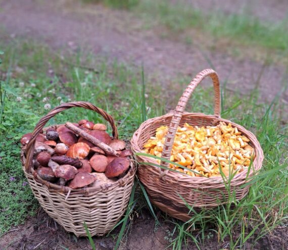 Жители Тверской области набирают за час корзину грибов