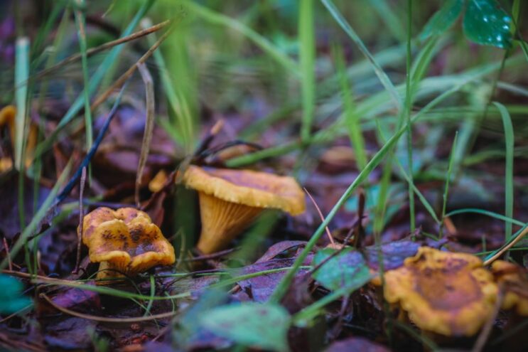Специалист рассказал, когда начнется супергрибной сезон