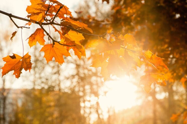 Синоптики рассказали, какой будет осень в Тверской области