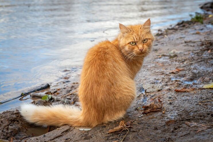 Синоптики опубликовали шокирующий прогноз на август в Тверской области