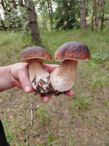 В Тверской области начался сезон белых грибов В Тверской области начался сезон белых грибов