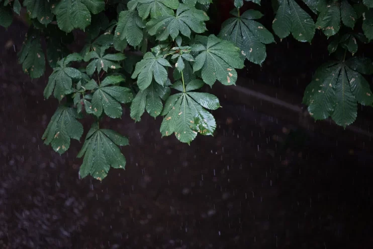 В Тверскую область возвращается “сезон дождей” В Тверскую область возвращается “сезон дождей”