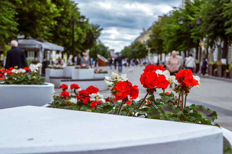 В Твери расширяют сеть городских клумб