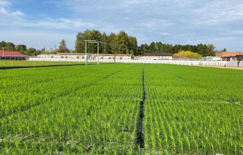 Тверская область входит в число регионов-лидеров по искусственному лесовосстановлению Тверская область входит в число регионов-лидеров по искусственному лесовосстановлению