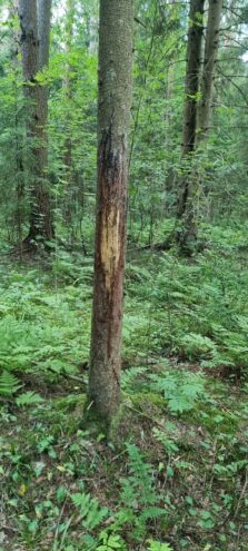 Местные жители предупреждают, что у поселка под Тверью бродит медведь