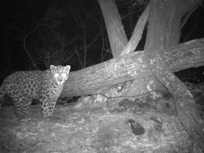 Стали известны итоги конкурса по выбору имени леопарда