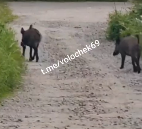 В Тверской области к железнодорожной станции пришли кабаны