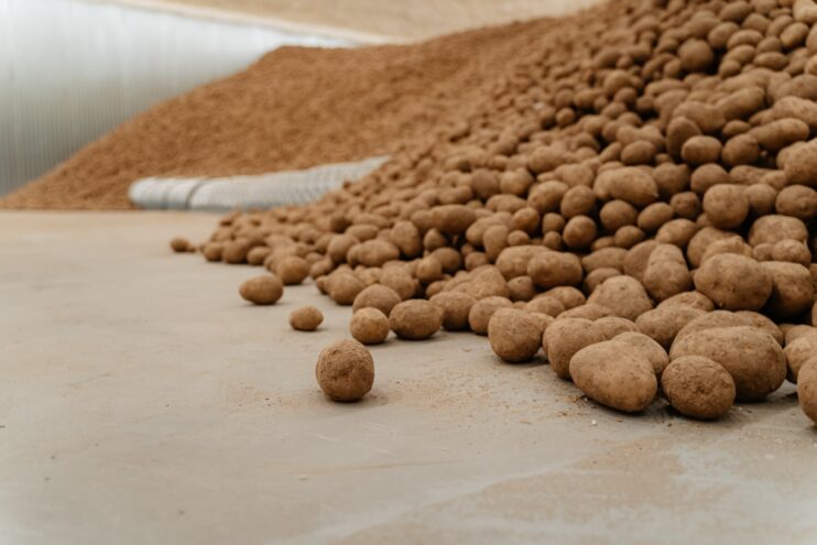 Специалисты лаборатории подтвердили качество произведенного в Тверской области картофеля нового урожая Специалисты лаборатории подтвердили качество произведенного в Тверской области картофеля нового урожая