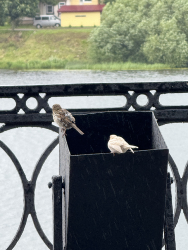В Твери заметили воробья с редким генетическим отклонением