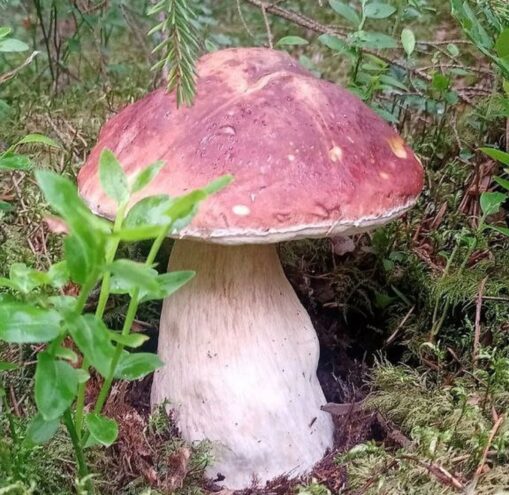 В Тверской области вырос гриб-гигант