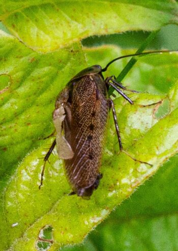 Жительница Твери сфотографировала лапландского таракана Жительница Твери сфотографировала лапландского таракана