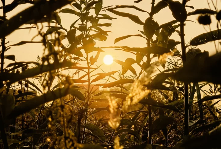 Аномальная жара накроет Тверскую область с середины недели магнитная буря