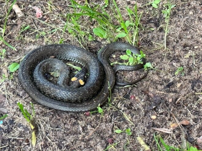 На парковке в спальном районе Твери отдыхала змея На парковке в спальном районе Твери отдыхала змея