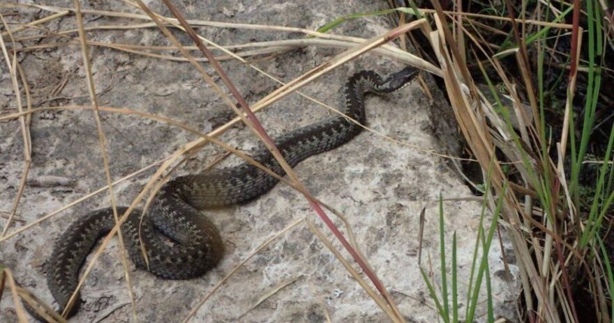 В центре города в Тверской области на перекрестке грелась гадюка В центре города в Тверской области на перекрестке грелась гадюка