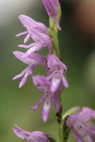 Исчезнувший вид: в Твери зацвела краснокнижная орхидея Исчезнувший вид: в Твери зацвела краснокнижная орхидея