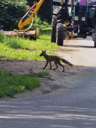 Лиса бегает по городу в Тверской области и рычит на людей