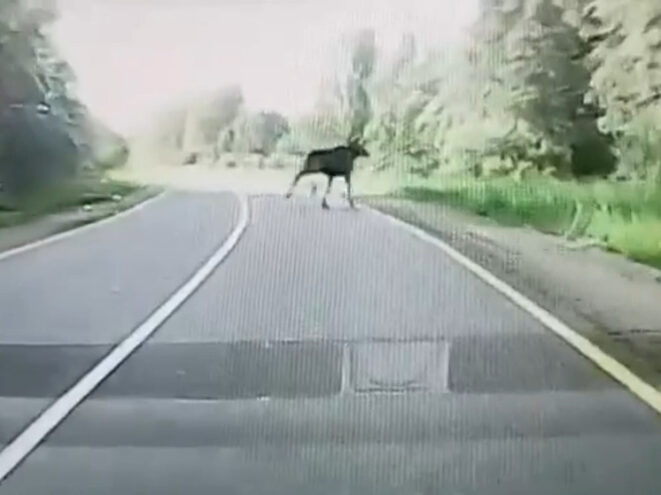В Тверской области водитель чудом избежал столкновения с лосем