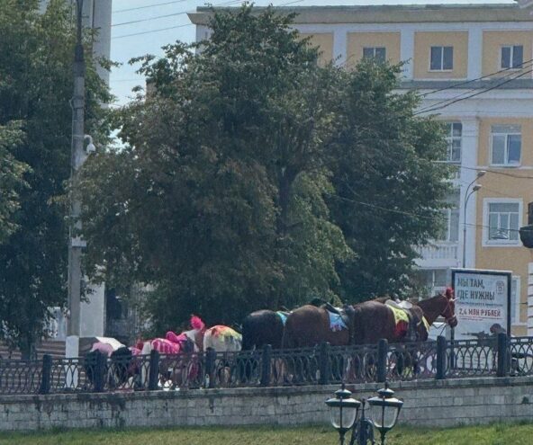 Жители Твери пожаловались, что лошадей мучают под палящим солнцем