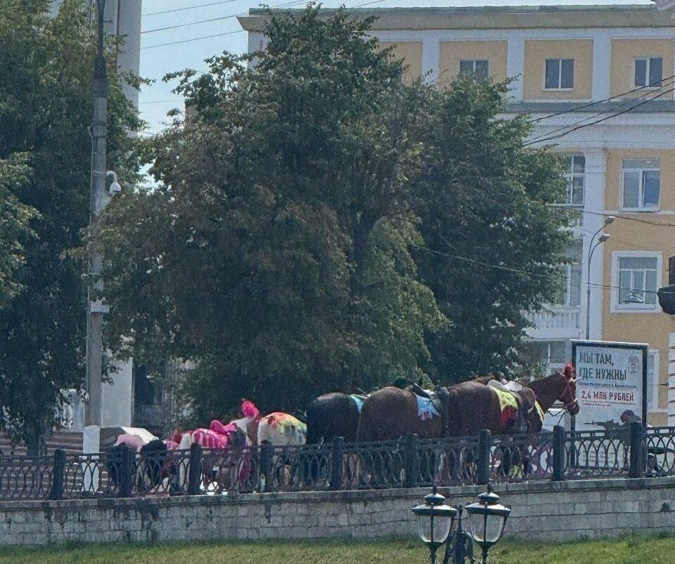 Жители Твери пожаловались, что лошадей мучают под палящим солнцем Жители Твери пожаловались, что лошадей мучают под палящим солнцем