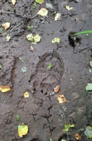 В деревне Тверской области замечены следы медведя В деревне Тверской области замечены следы медведя