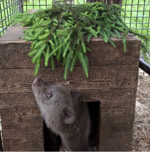 Экологи рассказали, как чувствует себя в Тверской области длинноногая медвежья красавица