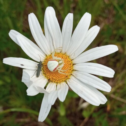 Жительница Тверской области встретила у дома невидимого паука Жительница Тверской области встретила у дома невидимого паука