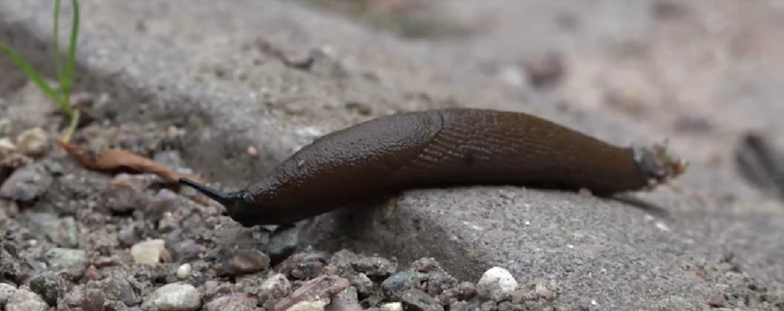 Тверскую область заполонили гигантские слизни
