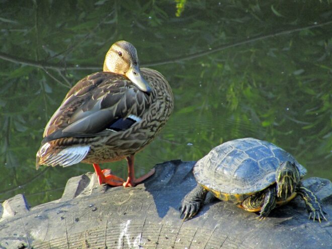 Черепаха и утка: на ручье в Твери замечена интересная парочка