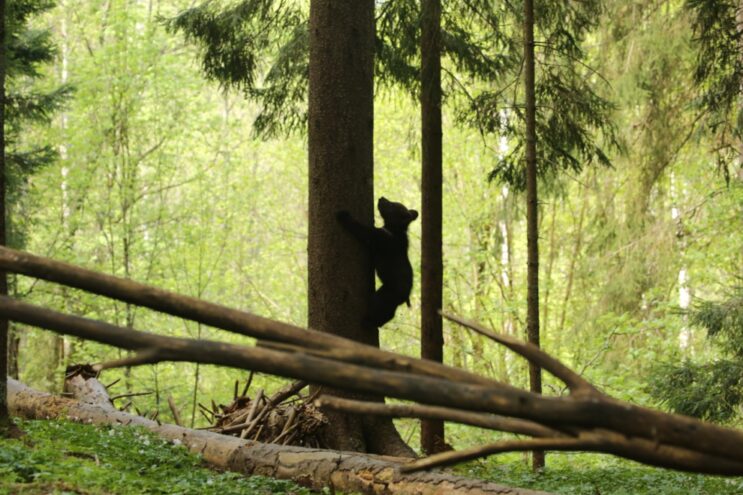 Волонтеры сделали уникальный кадр медвежонка в Тверской области Волонтеры сделали уникальный кадр медвежонка в Тверской области