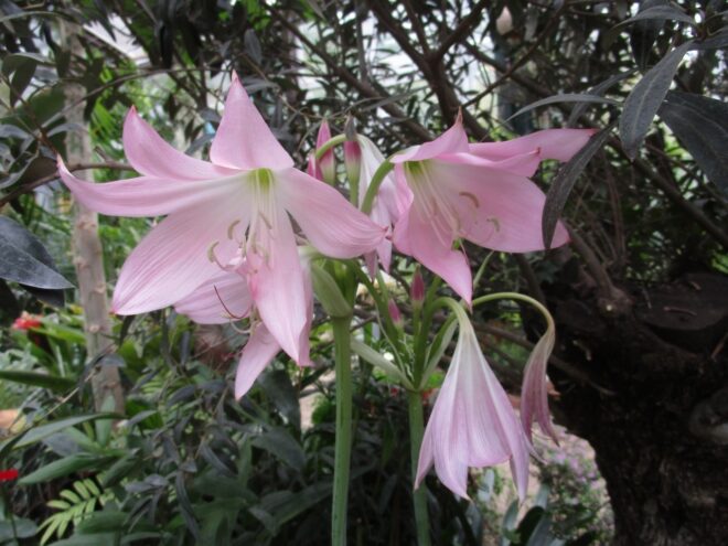 В Твери распустились африканские лилии от сглаза