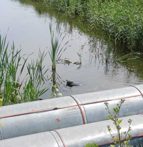 На реке в Твери заметили необычного обитателя На реке в Твери заметили необычного обитателя