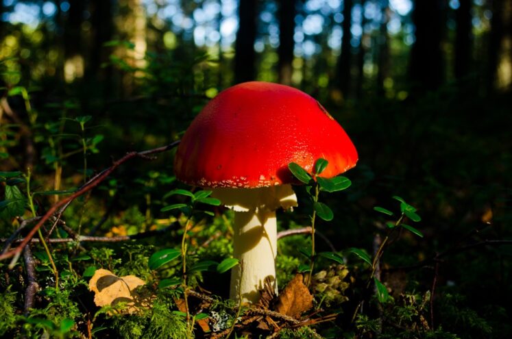 Главное "грибное" совещание проходит Нелидовском заповеднике Главное "грибное" совещание проходит Нелидовском заповеднике