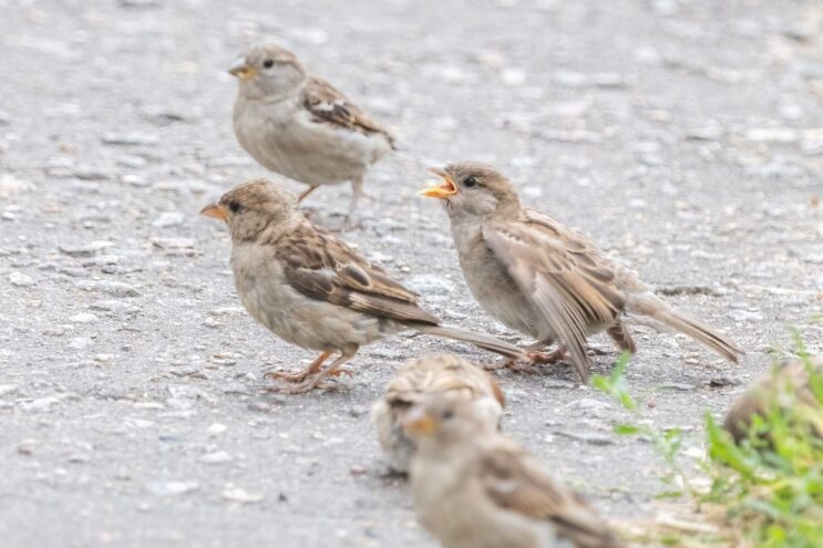 Сколько воробьев проживает в Тверской области: итоги Всероссийской переписи Сколько воробьев проживает в Тверской области: итоги Всероссийской переписи