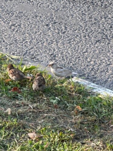 Очевидцы в Твери заметили редкого белого воробья